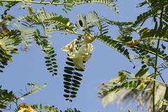 Sesbania grandiflora